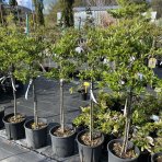 Hlohyňa šarlátová (Pyracantha) ´VENTOUX RED´ - výška 70-90 cm, kont. C7L - NA KMIENKU